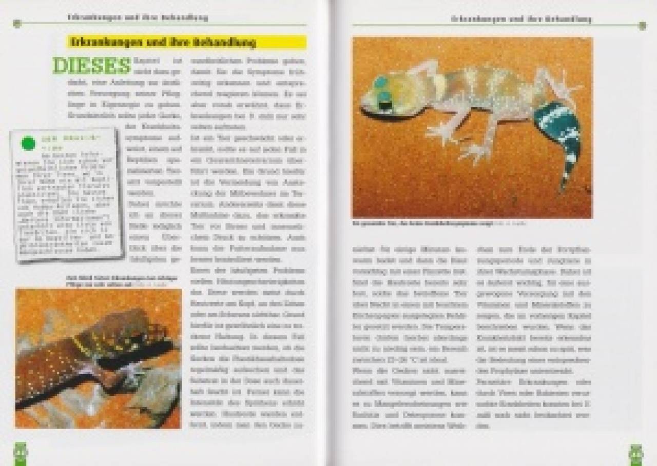 Der Australische Dickschwanzgecko